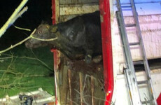 39 bulls rescued from overturned lorry in Co Fermanagh