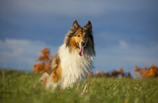'She broke free and came home': UK minister says Lassie holds a Brexit lesson