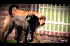 Buddies: Blind dog and his nervous friend heal each other