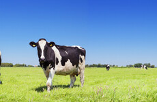 What has the Taoiseach done to reduce his carbon footprint? He's eating less meat