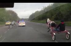 UPDATED: Hair-raising video of Gardaí and horse pursuit on carriageway