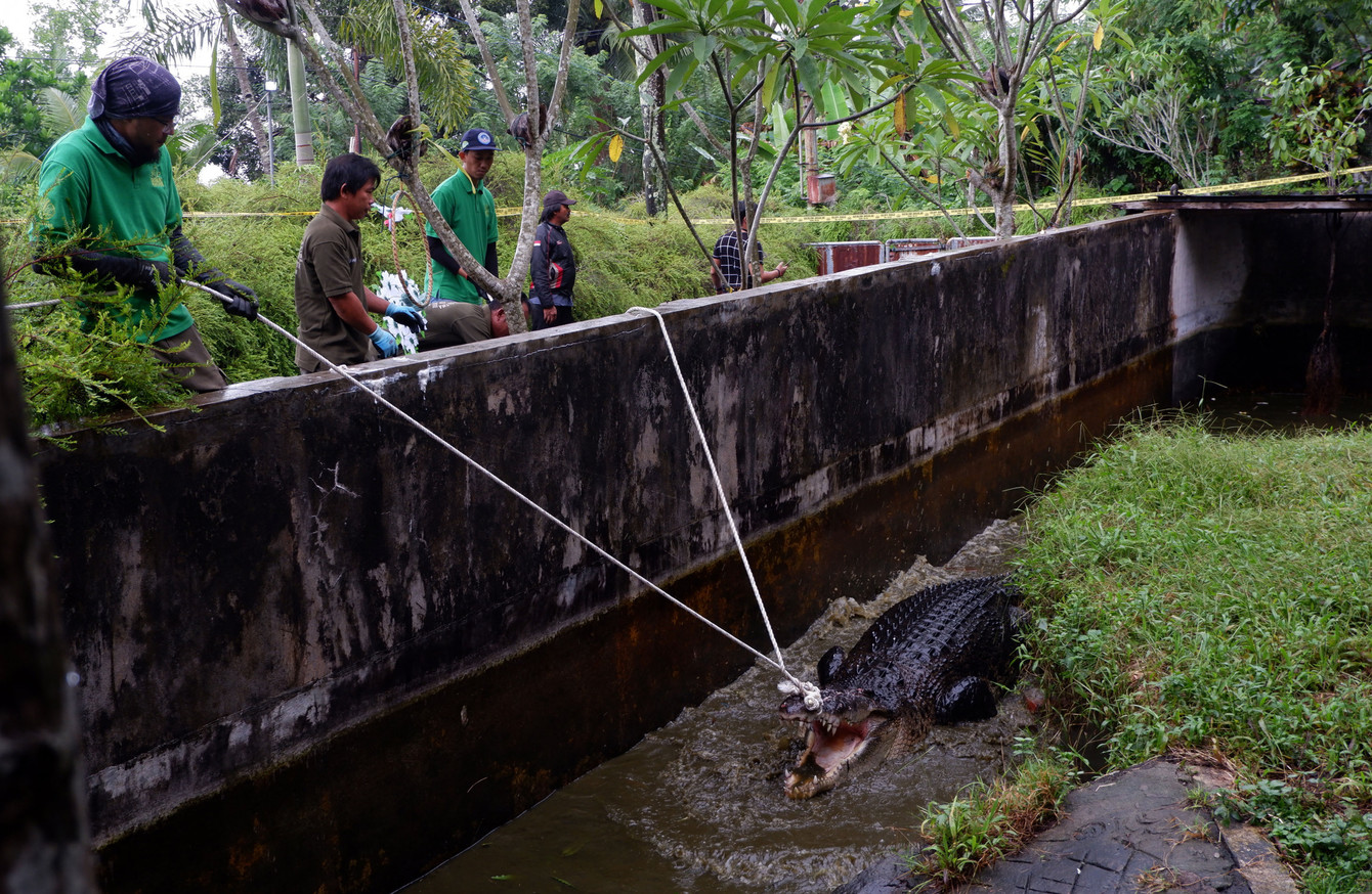 Woman mauled to death by pet crocodile in Indonesia · TheJournal.ie