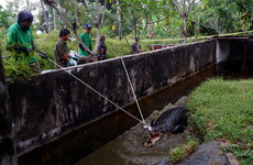 Woman mauled to death by pet crocodile in Indonesia