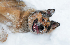 We're in for some wintry weather over the weekend, here's how to keep your pet safe and happy