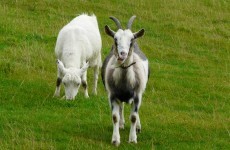 Travelling on the M7? Watch out for those goats