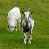 Travelling on the M7? Watch out for those goats