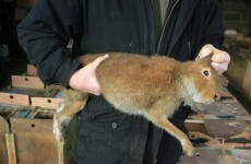 Calls for an end to "inherently cruel" hare coursing