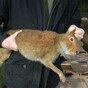 Calls for an end to "inherently cruel" hare coursing
