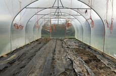 From the Garden: It's time to reflect on all the food we are importing that could be grown here