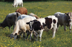 Farmers having been 'milking on' past Christmas and making tonnes and tonnes of butter
