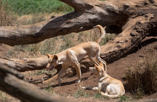 Young boy mauled by pack of dingoes that 'wanted blood'