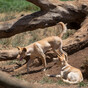 Young boy mauled by pack of dingoes that 'wanted blood'