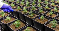 Irish farmers 'could be given licences to grow cannabis in the future'