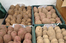 From the Garden: One vegetable is essential to the Irish diet - so why not learn to grow it?