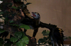 This feathered creature could be the missing link between dinosaurs and birds