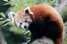 Red panda found after escaping from Belfast Zoo
