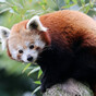 Red panda found after escaping from Belfast Zoo