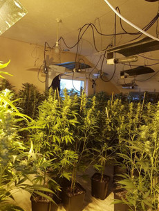 Man (30s) arrested after gardaí discover €400k worth of cannabis being grown in house