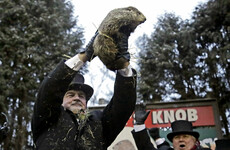 Early spring to relieve US after polar vortex, Groundhog Day's Punxsutawney Phil predicts