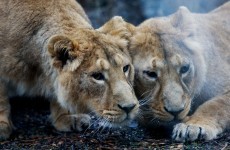 More new arrivals at Dublin Zoo...this time it's two Asian lion cubs