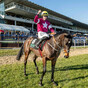 Apple's Jade clash at Cheltenham with Buveur D'Air is now on