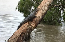 Crocodiles spotted in suburban streets after 'once-in-a-century floods' hit Australia