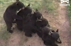 VIDEO: Just a conga line of bears licking each others' heads