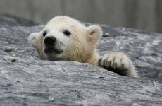 It's Friday, so here's a slideshow of baby polar bears from around the world