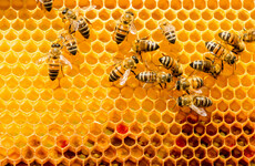Bees have brains that can figure out basic maths, new study finds