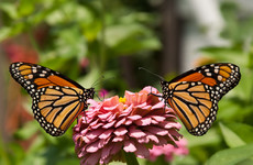 Butterflies are genetically wired to choose a mate that looks just like them
