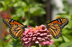 Butterflies are genetically wired to choose a mate that looks just like them