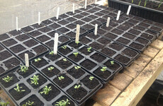 From the Garden: Cleaning the house and garden are not chores - but the route to enlightenment