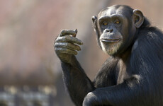 Chimpanzees escape Belfast Zoo enclosure using snapped tree branch