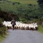 Opinion: Small farmers need to wake up and realise that the big farming lobby doesn't represent their interests