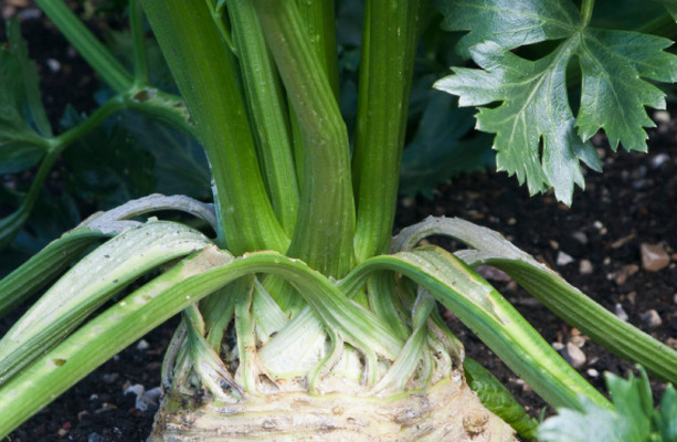 From the Garden: Celeriac is fabulously durable, and is useful for all ...