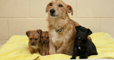 Tati and her puppies were abandoned at the side of the road - Dogs Trust took them in
