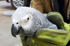 Polly want a discount German cracker? Lidl might have solved the mystery of the Dublin Airport parrot