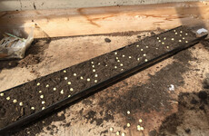 From the Garden: Learn how to grow peas in an old gutter pipe and to make a delicious gnocchi