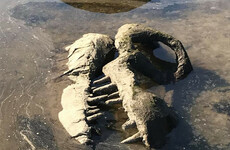 'Dinosaur bones' discovered in River Boyne are not dinosaur bones