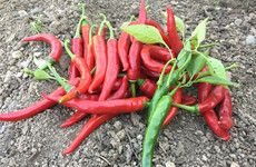 From the Garden: 'Topsy turvy doesn’t begin to describe our weather'