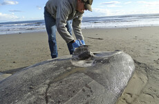 Rare sea creature washes up on California beach thousands of miles from home
