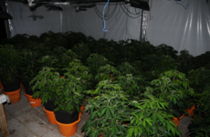Three people due in court over seizure of cannabis plants worth €640,000