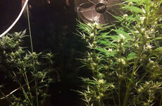 Man (30s) arrested after cannabis worth €235,000 seized at Carlow growhouse