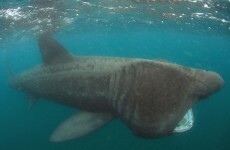 Basking shark pays a rare visit to Dún Laoghaire