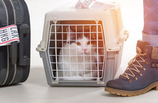 If you plan to travel to the UK with your pet after a no-deal Brexit, here's what you'll need