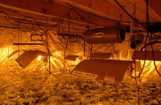 Photos: Three arrested after gardaí discover €200k worth of cannabis in Sligo house
