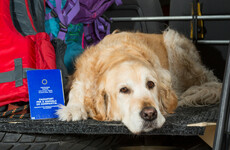 Government to award €80k contract for 75,000 pet passports