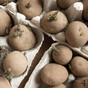 From the Garden: 'Traditionally Irish people put their spuds in the ground on or around St Patrick’s Day'