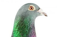 Bird known as 'the Messi of pigeons' sells for record €1.25m