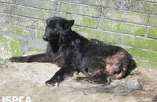 Man jailed for animal cruelty days before his son died moves to appeal his three-year sentence
